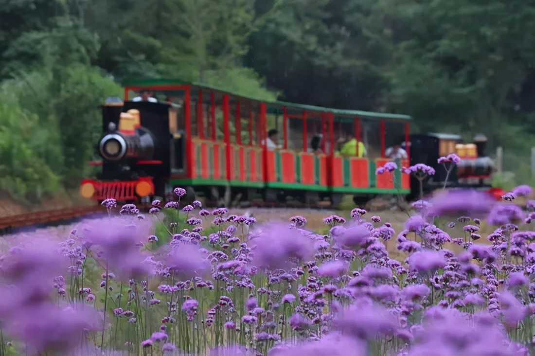 九江哪个地方有花海,江西九江花海