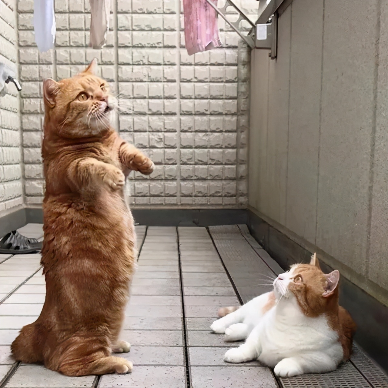 爱唱歌的小猫咪,爱唱歌的可爱猫咪