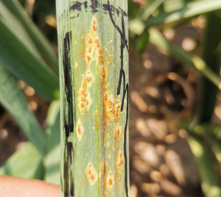 农药小蓝帽治大蒜锈病吗,大蒜灭锈病用什么农药