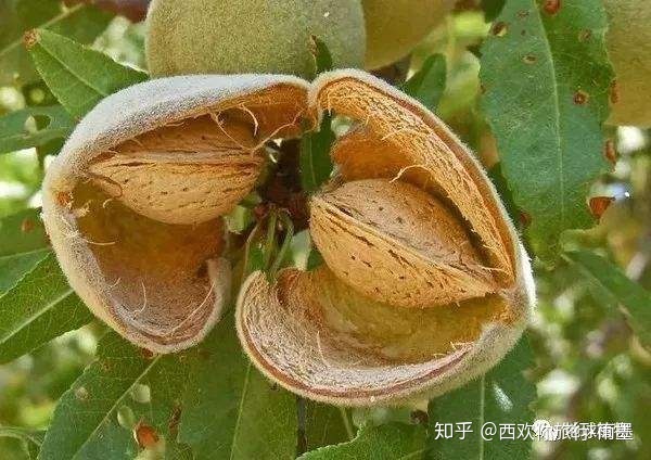 *疆新**瓜果攻略最好的季节配最美味的水果