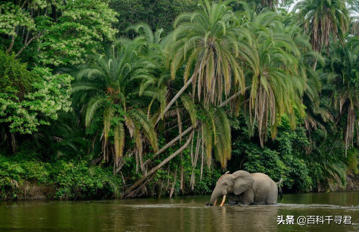 在非洲的热带雨林里，还生活着第三种大象——非洲森林象