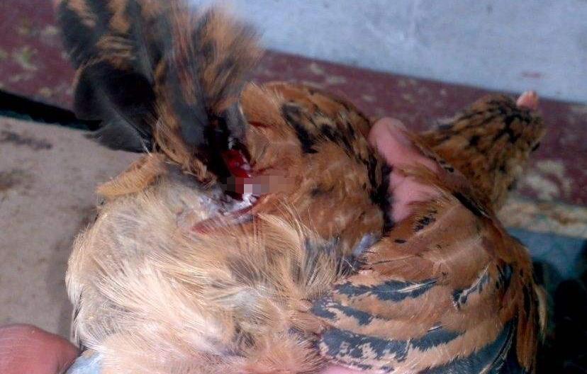 蛋鸡相互啄毛有什么方法解决,养鸡互啄怎么办