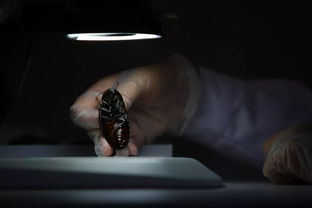 怎么样灭蟑螂最好用的方法,家庭灭蟑螂最好方法十招简单有效