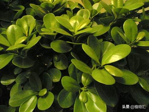 每日一花（二十九）摇钱树