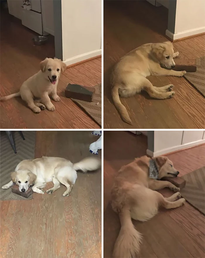 一群狗狗长大前后对比,各个狗狗长大后的样子