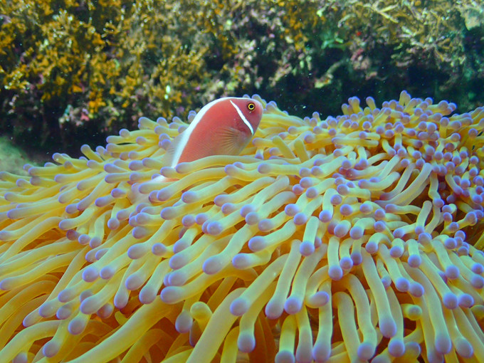 越南芽庄旅游攻略模板,芽庄出海一日游