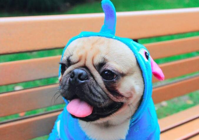 又聪明又干净服从性强的狗狗,这五种狗狗不吵不闹脾气超级好