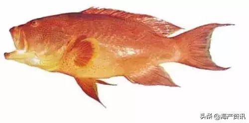 科普海洋鱼类知识儿童,海洋鱼类科普大全图解