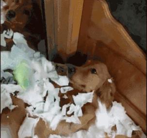 狗狗撕纸大全,狗狗为什么总是喜欢咬纸撕纸