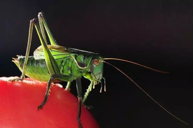 不是百日虫吗?为什么我的蝈蝈6天就挂了