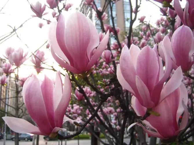 好书推荐快来领取你的宝藏书单,100种百花图谱大全