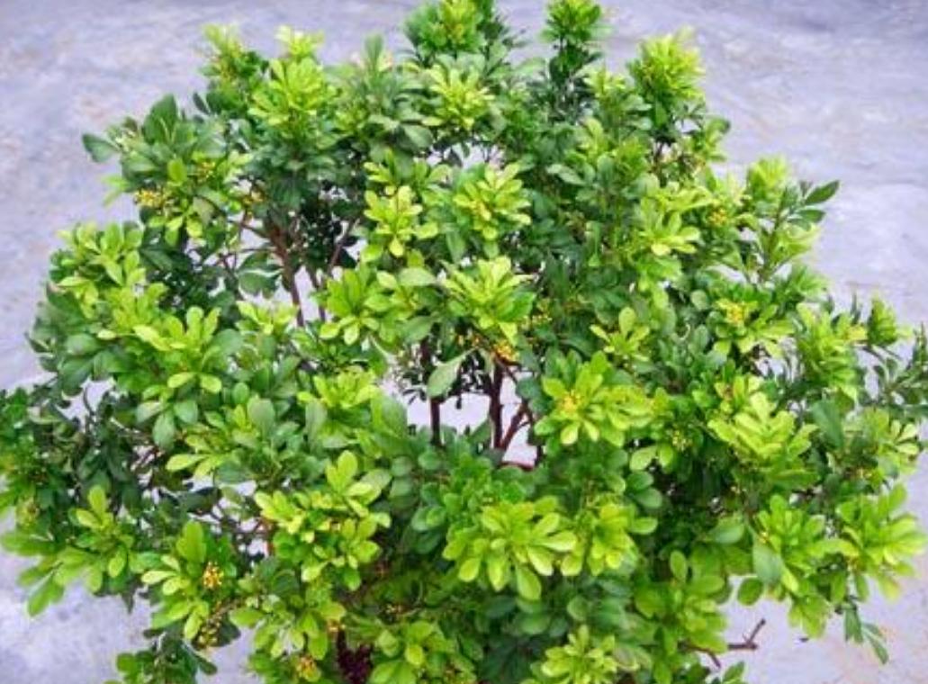 米兰开花季节的养护方法,米兰开花季节的养护与管理