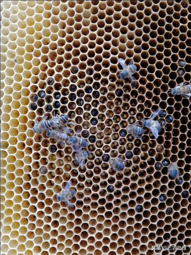 家养野蜜蜂为什么打架,新诱来的蜜蜂与老蜂打架怎么处理