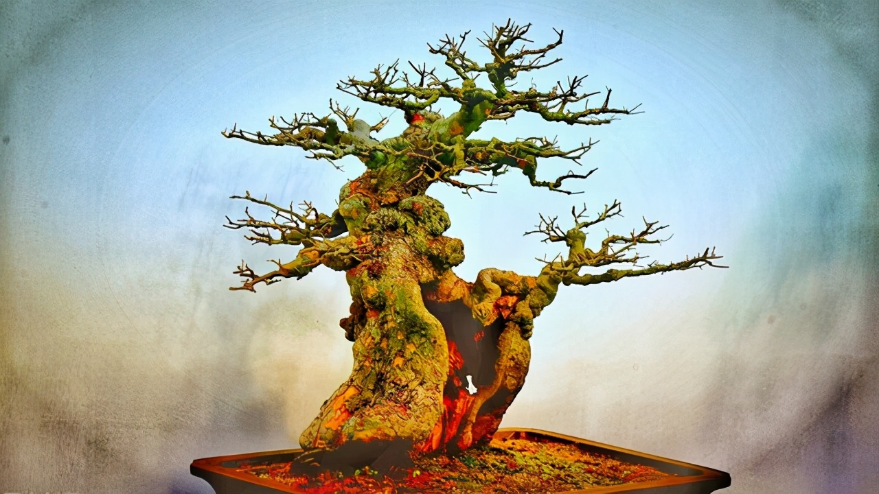 盆景枯萎怎样自救,大小盆景黄叶烂根怎么处理