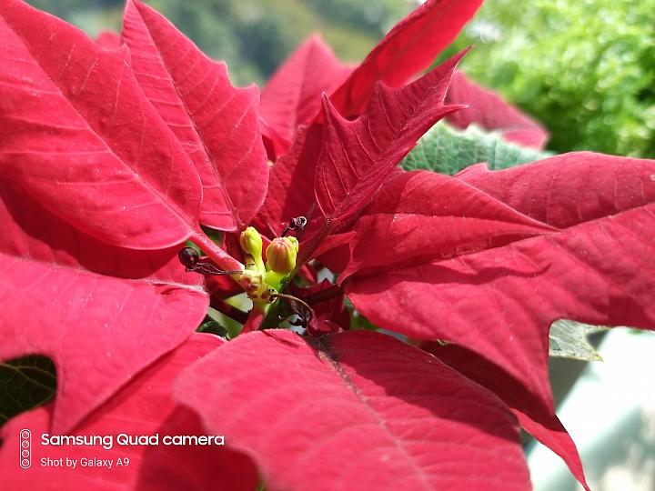 三星galaxya9s拍照,三星galaxya9开箱评测