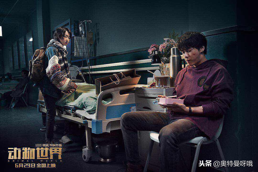 动物世界的伏笔,动物世界蕴藏的人生哲理