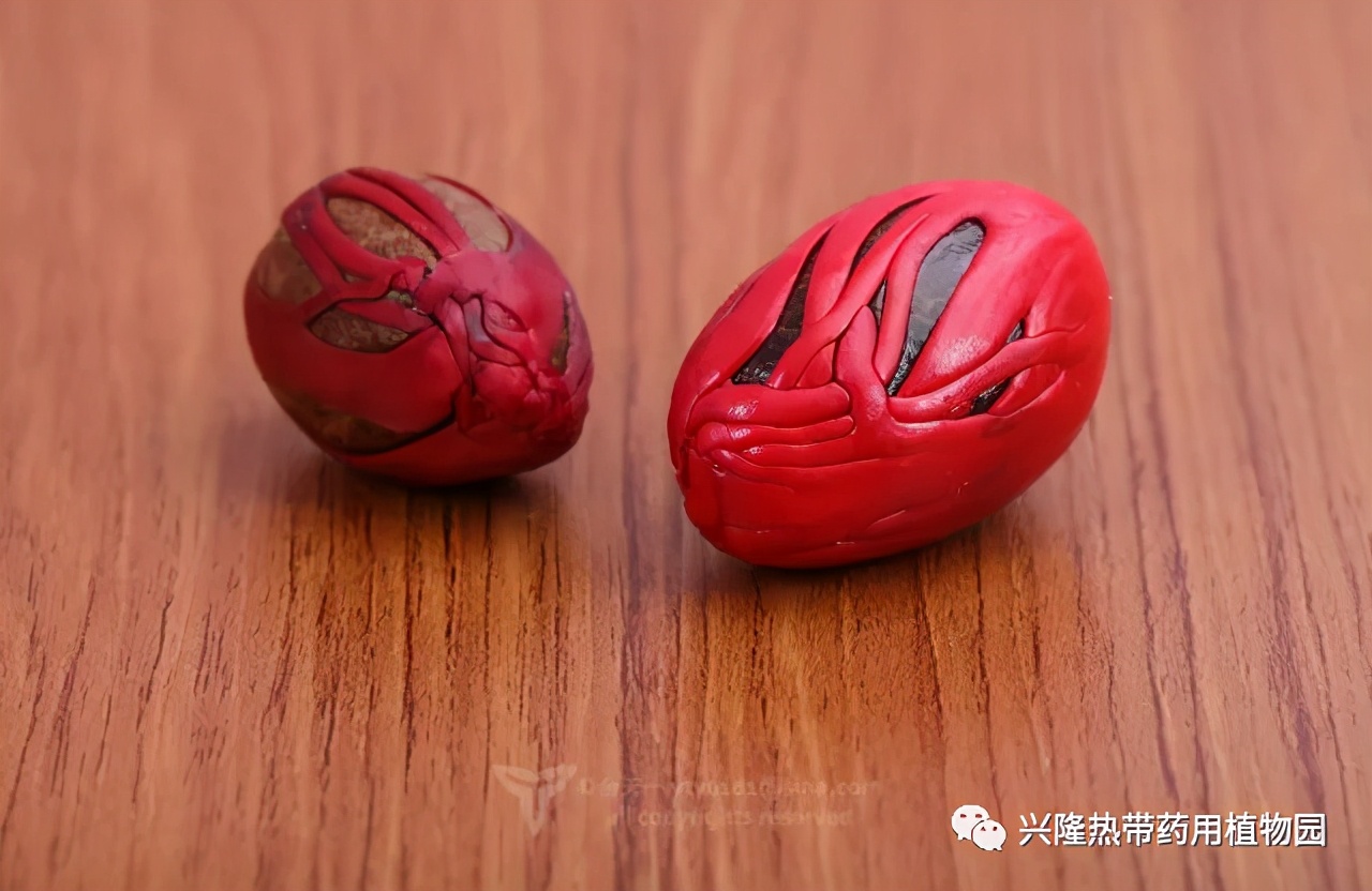 南药科普视频,南药科普