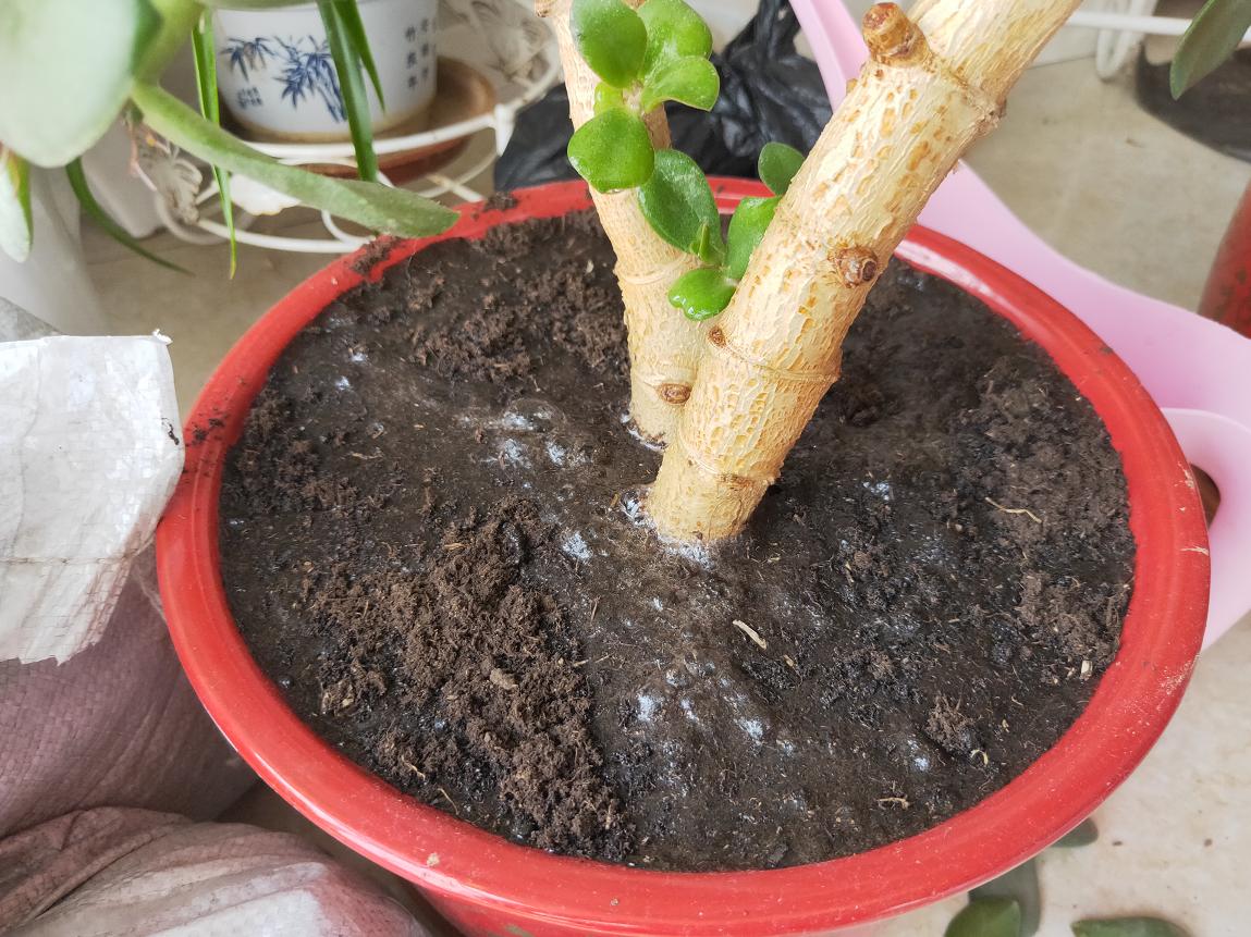 养花盆土返碱有些发白怎么办,养花的土如何保持松散呢