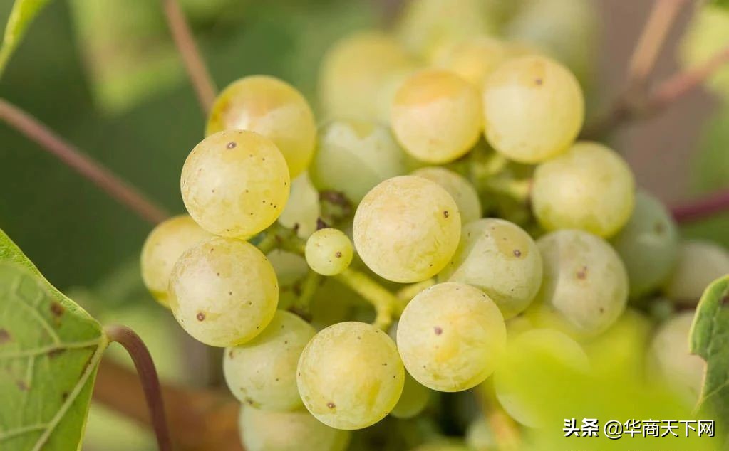 宿迁苗木为什么是神苗,宿迁神苗是真的吗