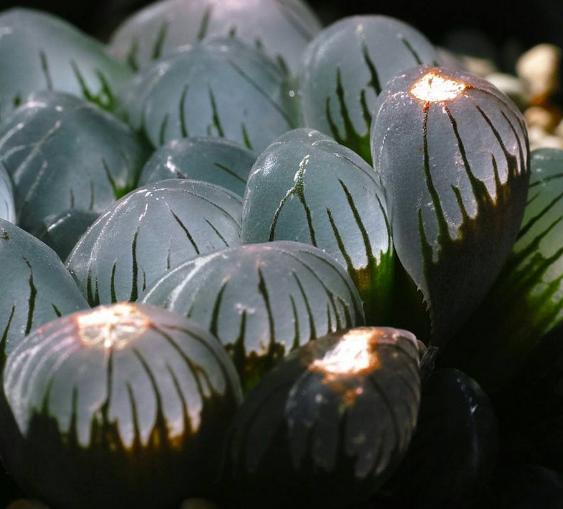 玉露缺水干瘪发红浇水能恢复吗,楼兰玉露和其他多肉夏季浇水方式