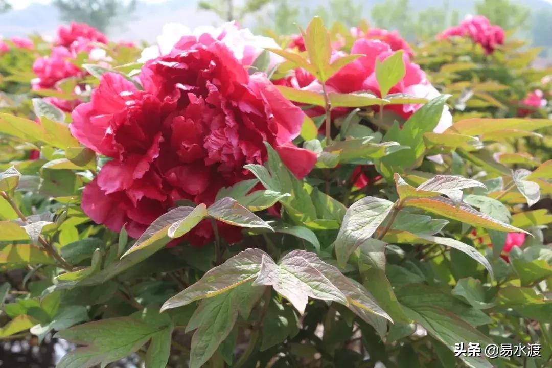 易县狼牙山小火车,河北保定易县火车