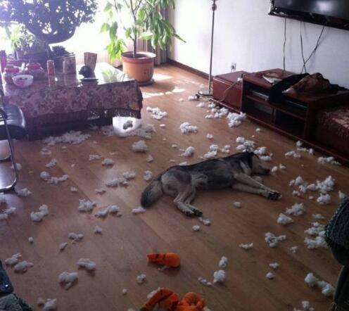 狗界的拆家神器哈士奇,拆家大队哈士奇全集