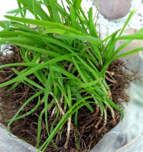 阳台种什么菜好养又简单,在阳台种菜最好种什么