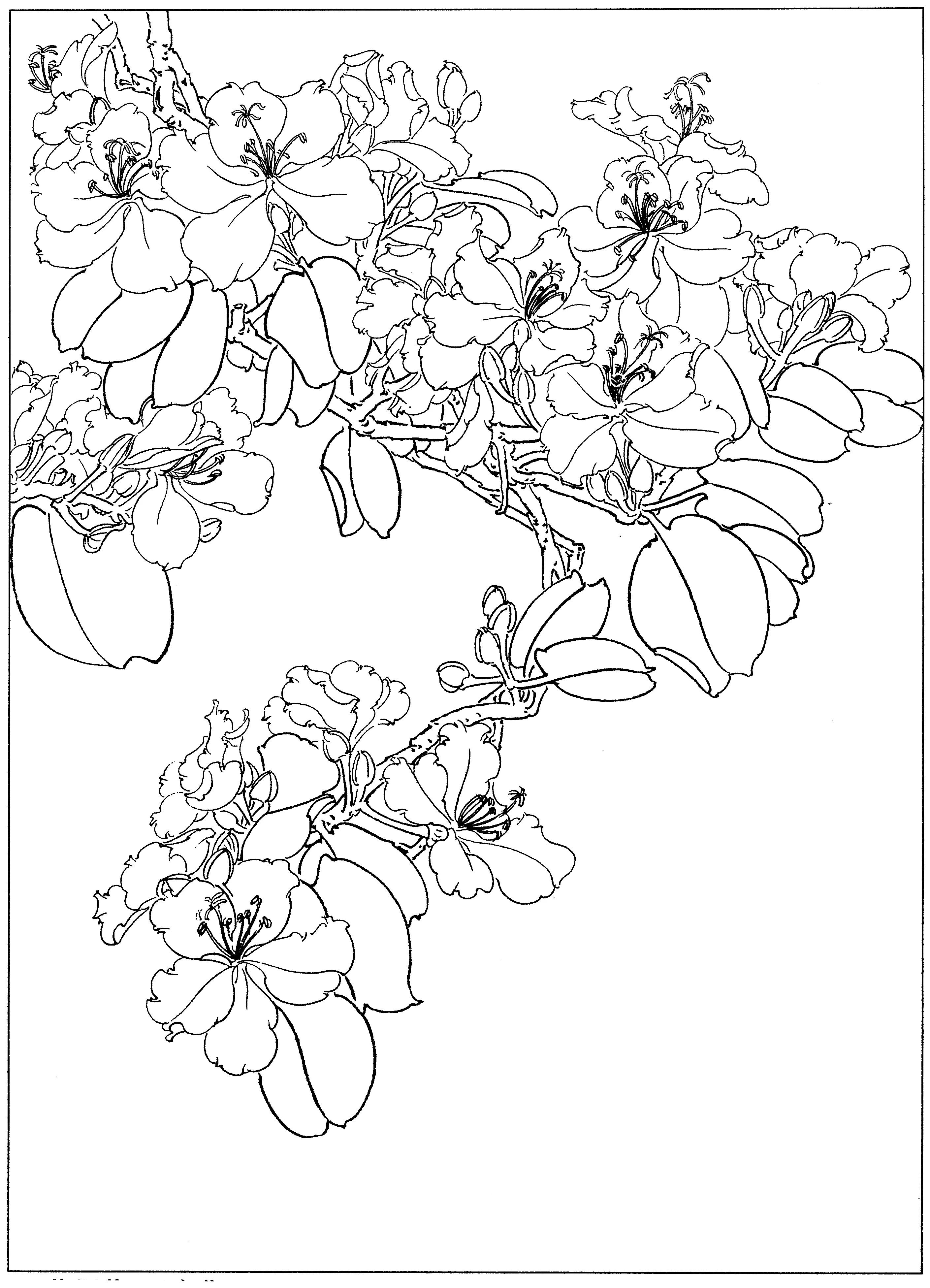 花鸟工笔四条屏白描高清大图,牡丹六尺横幅白描工笔花鸟底稿