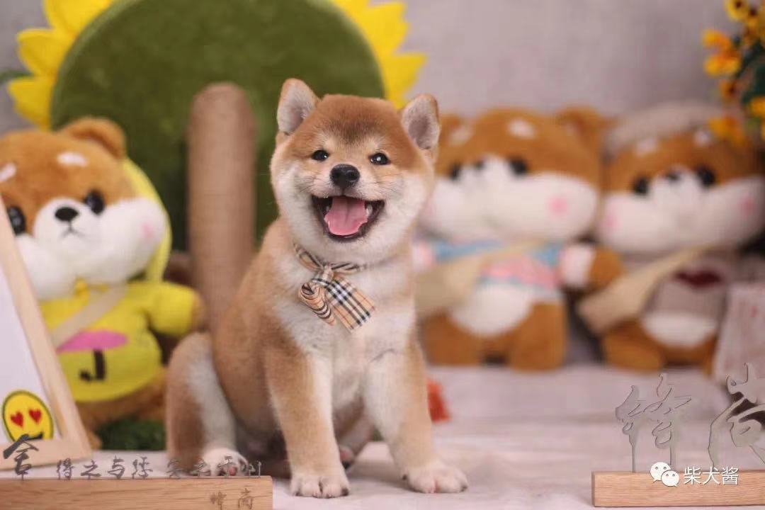 柴犬幼犬价格2000一只,宠物店主推荐猫种类