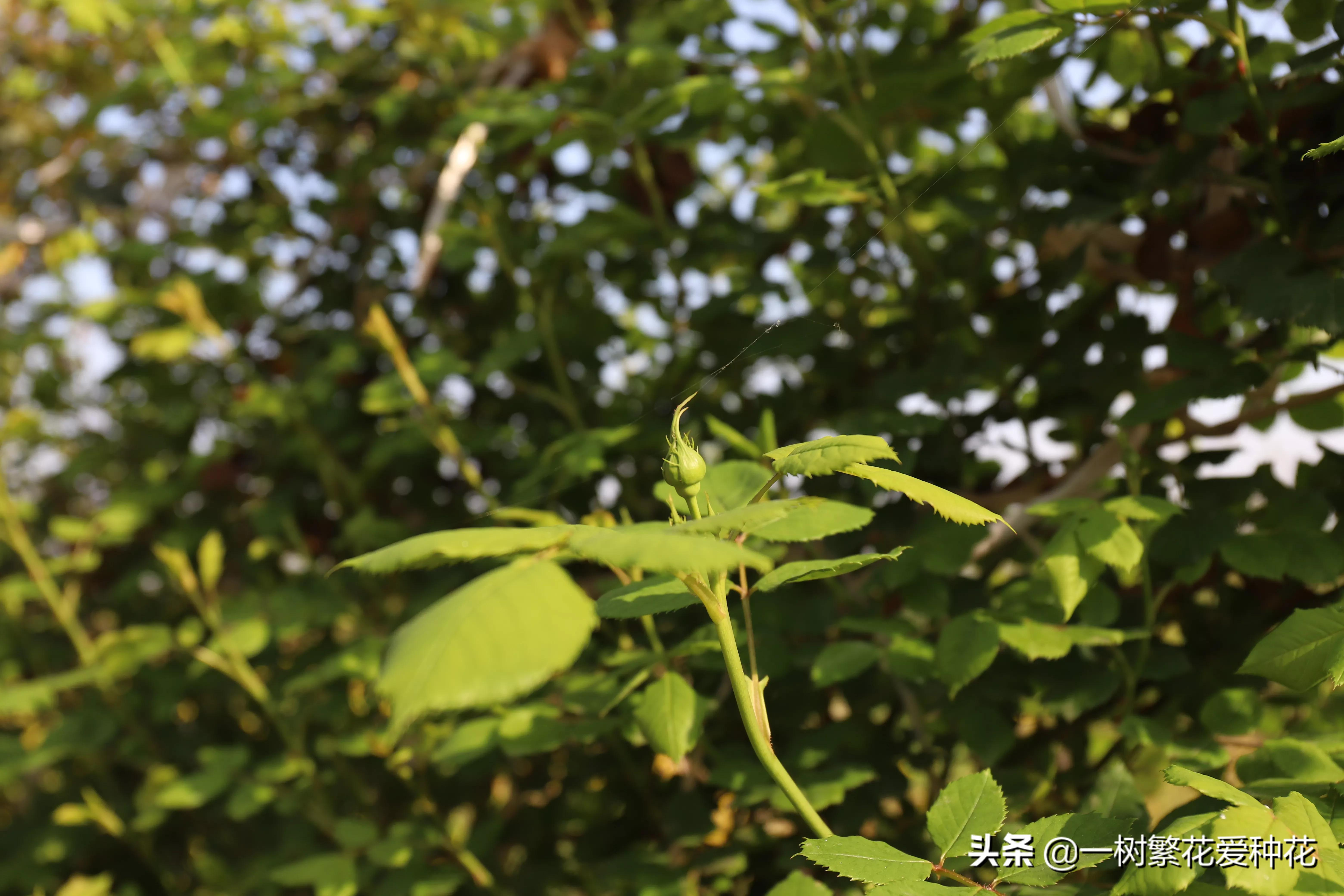 月季开花晒了太阳蔫了补救,月季叶子枯萎像缺水了一样