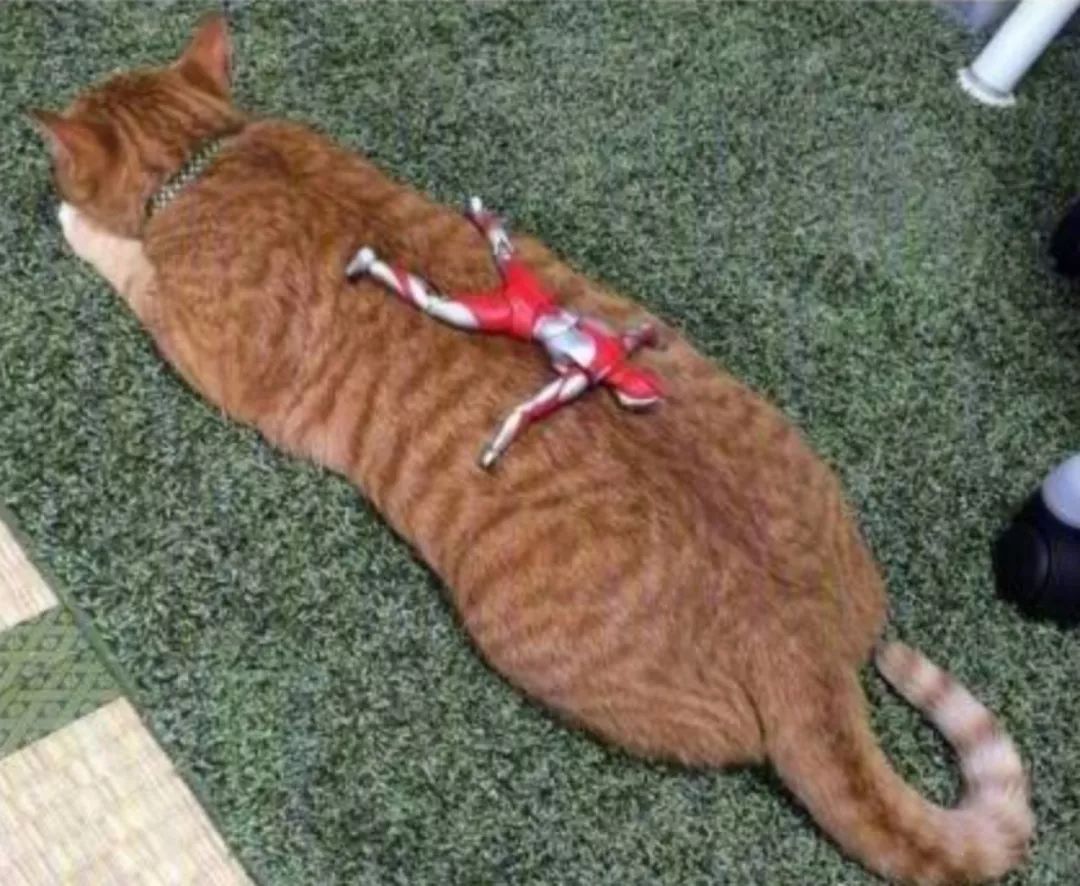 猫圈总结,猫圈玄学刚出生的猫