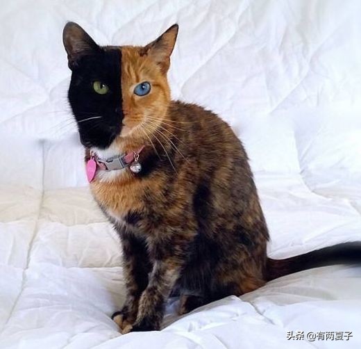 古代有哪些宠物猫品种名称,根据猫咪花色取名的猫品种