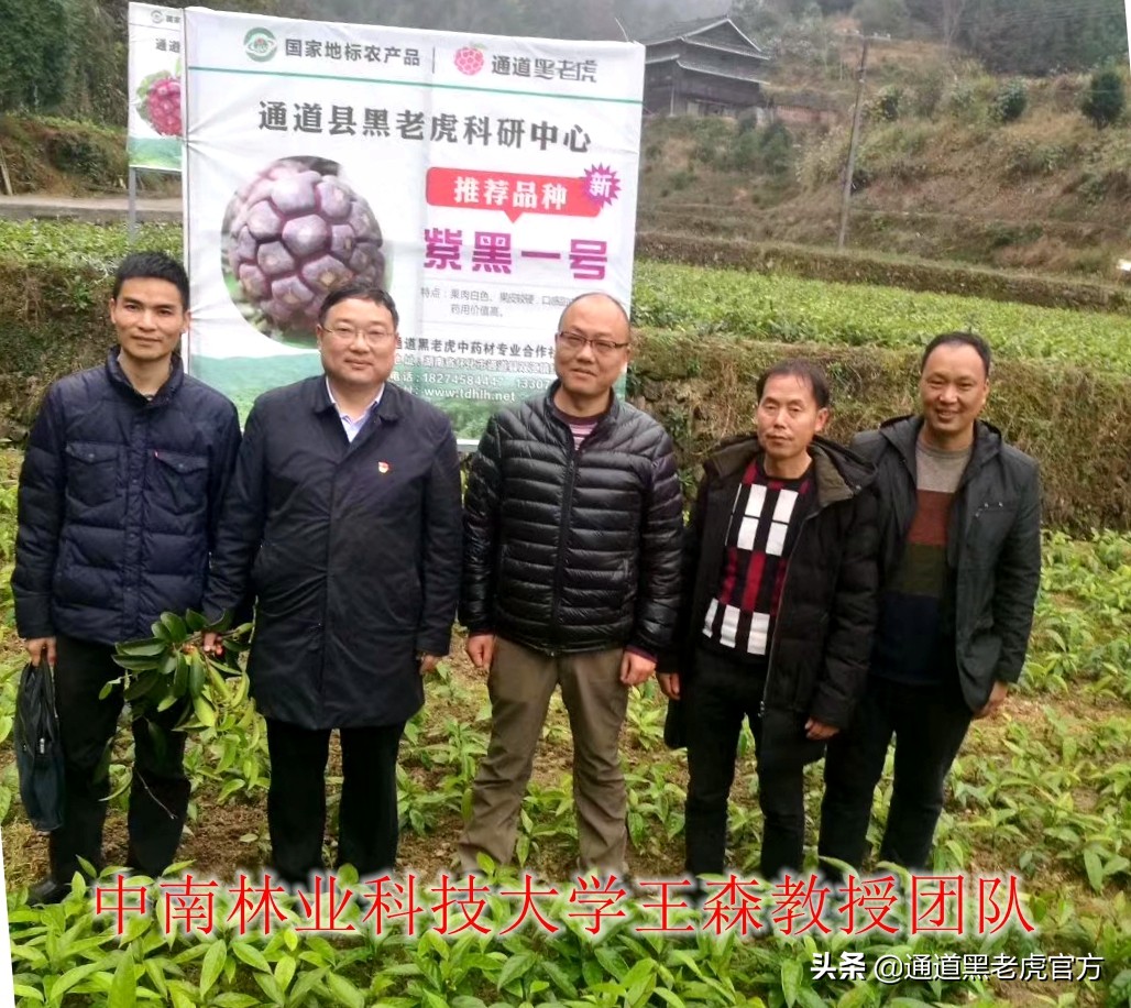 被省委书记惦记的通道小伙，正带村民种山果致富（转载）