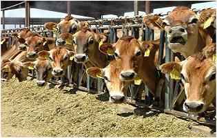 发酵菌种之罗伊氏乳杆菌