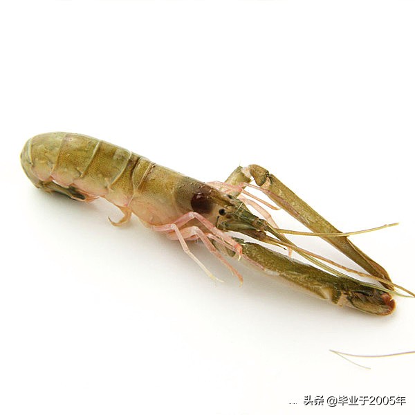 大连什么品种的虾好吃,大连哪里的虾最正宗