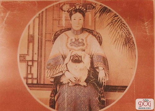 世界顶级北京犬,十大名犬北京犬