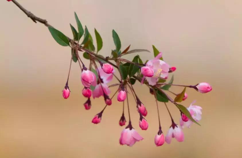 脸反复过敏怎么彻底治愈,过敏症状反复发作的原因