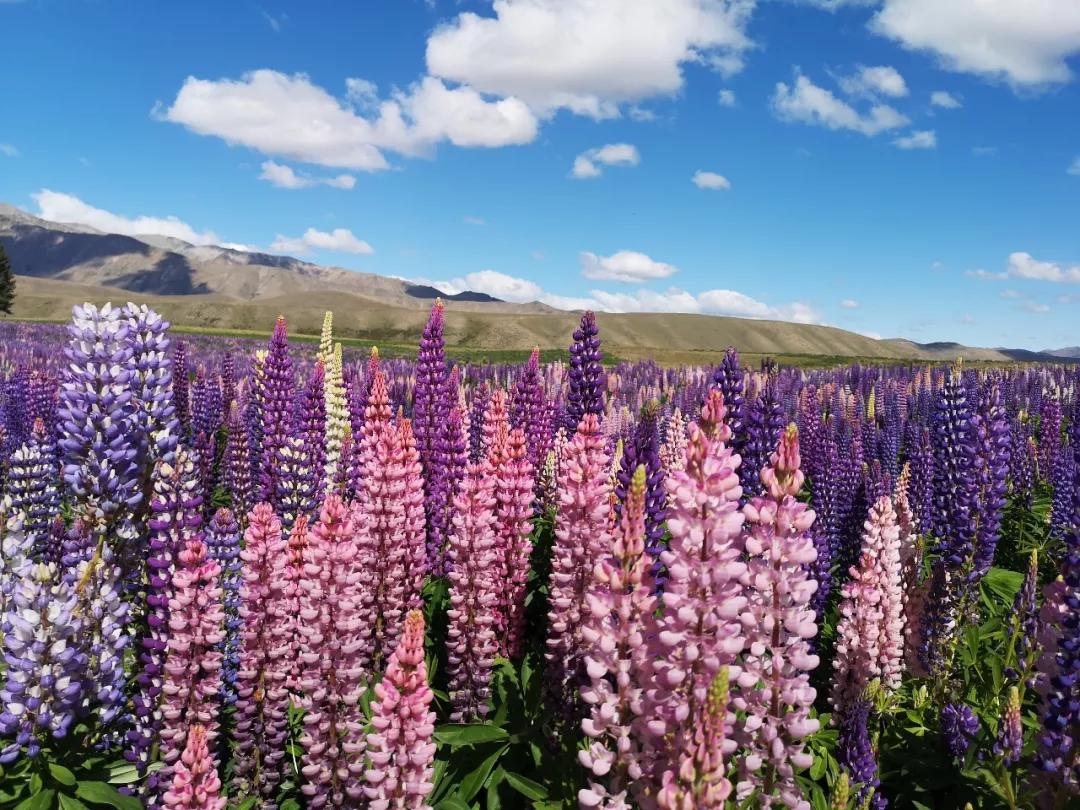新西兰鲁冰花最新视频,新西兰野生鲁冰花