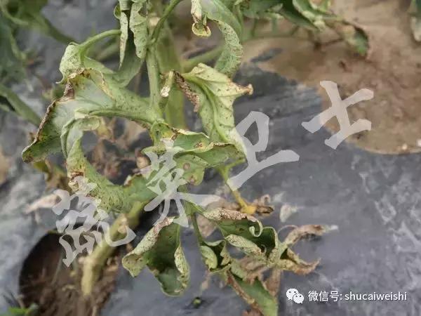 番茄细菌性斑点特别严重怎么办,番茄细菌性髓部坏死病和溃疡病