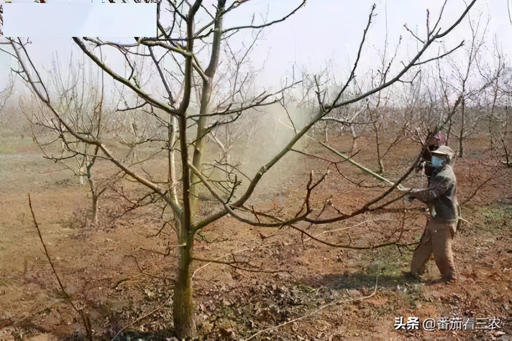 石榴钻心虫最佳防治时间,防石榴钻心虫打什么药