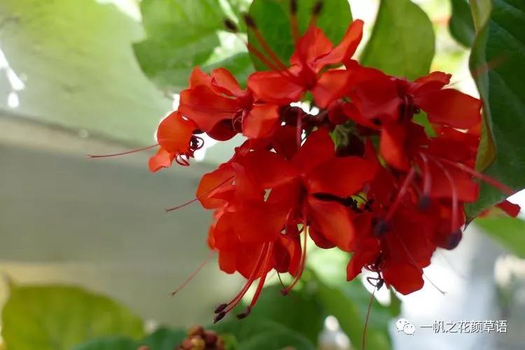 美丽赪桐（Clerodendrumspeciosissimum）