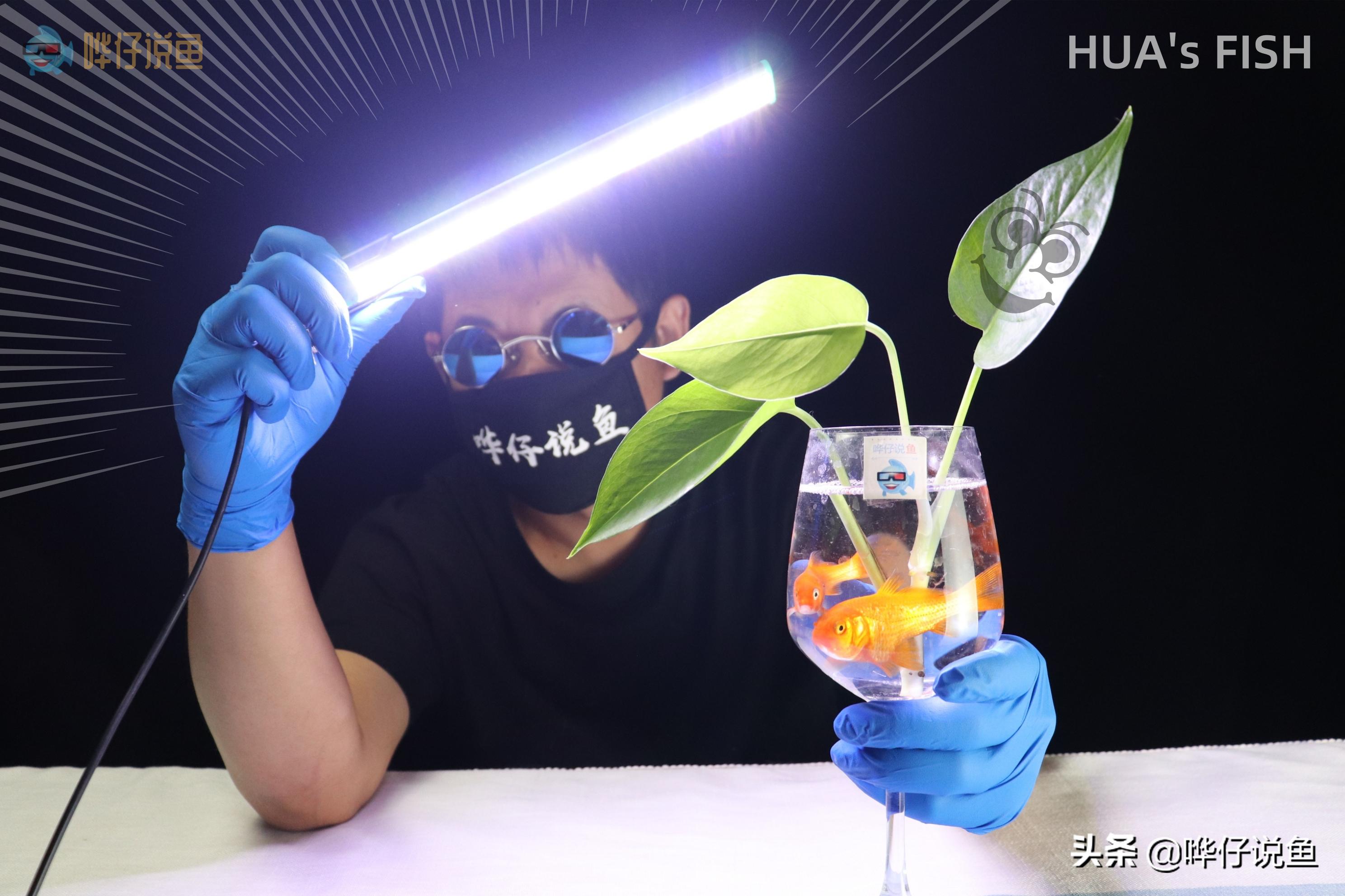 观赏鱼颜色掉色,观赏鱼褪色了怎么处理