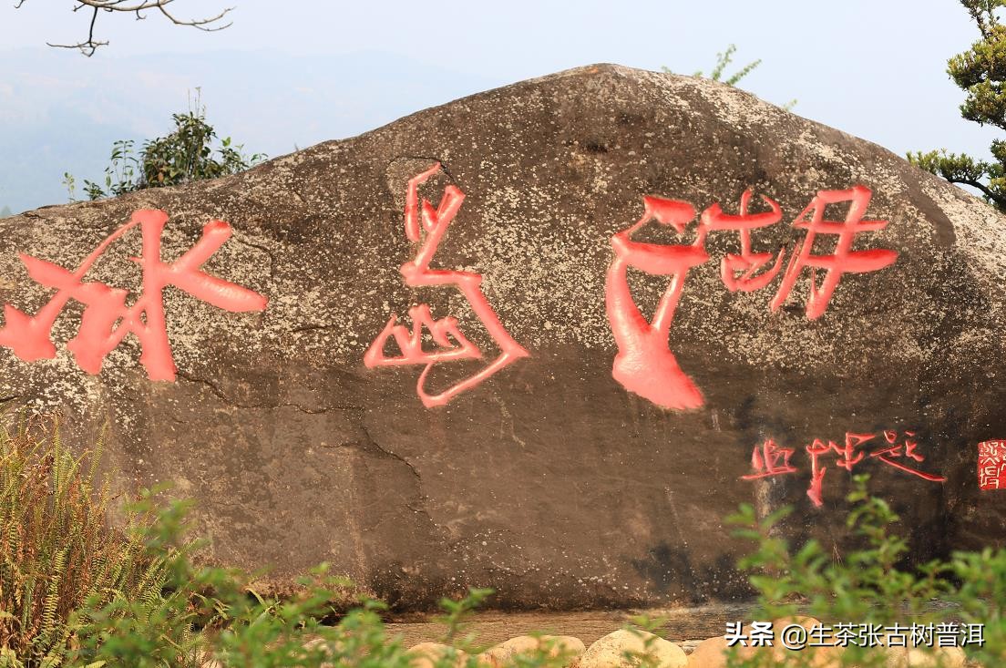 冰岛普洱生茶回甘,云南冰岛古树普洱生茶