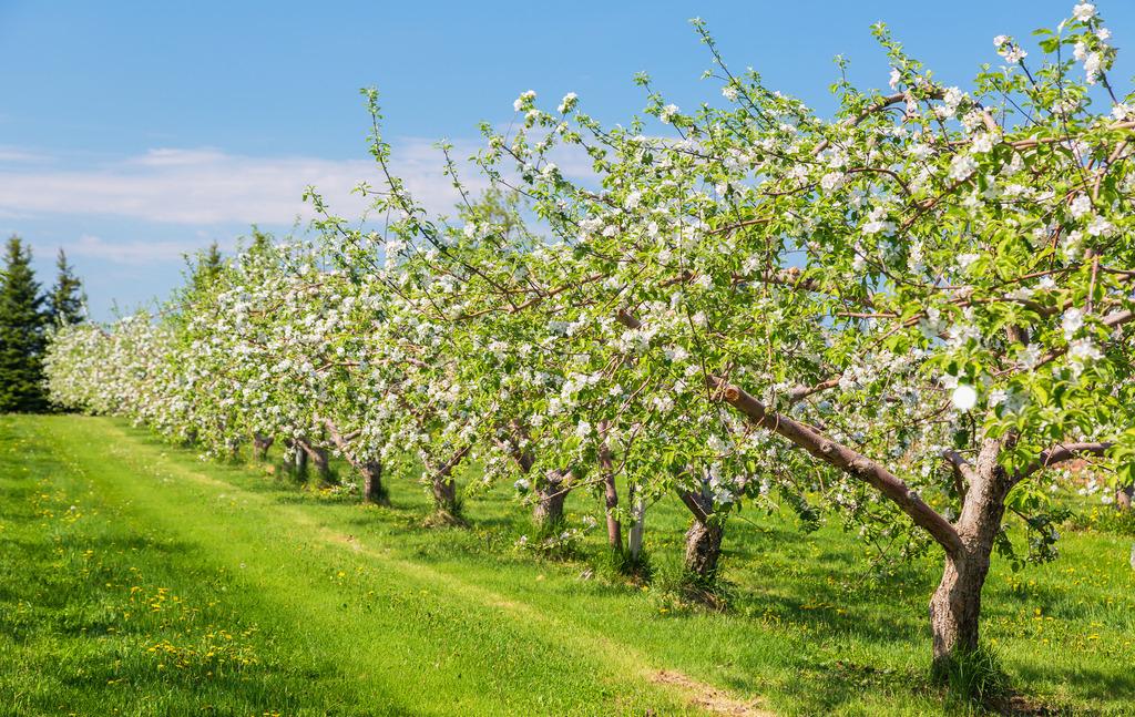 全球种植最多的水果,全世界种植最多的水果