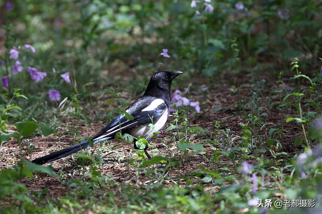 北京二月兰花海旅游,北京最大兰花海在哪里