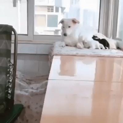 股市利好落地的搞笑视频,大盘反弹了搞笑图