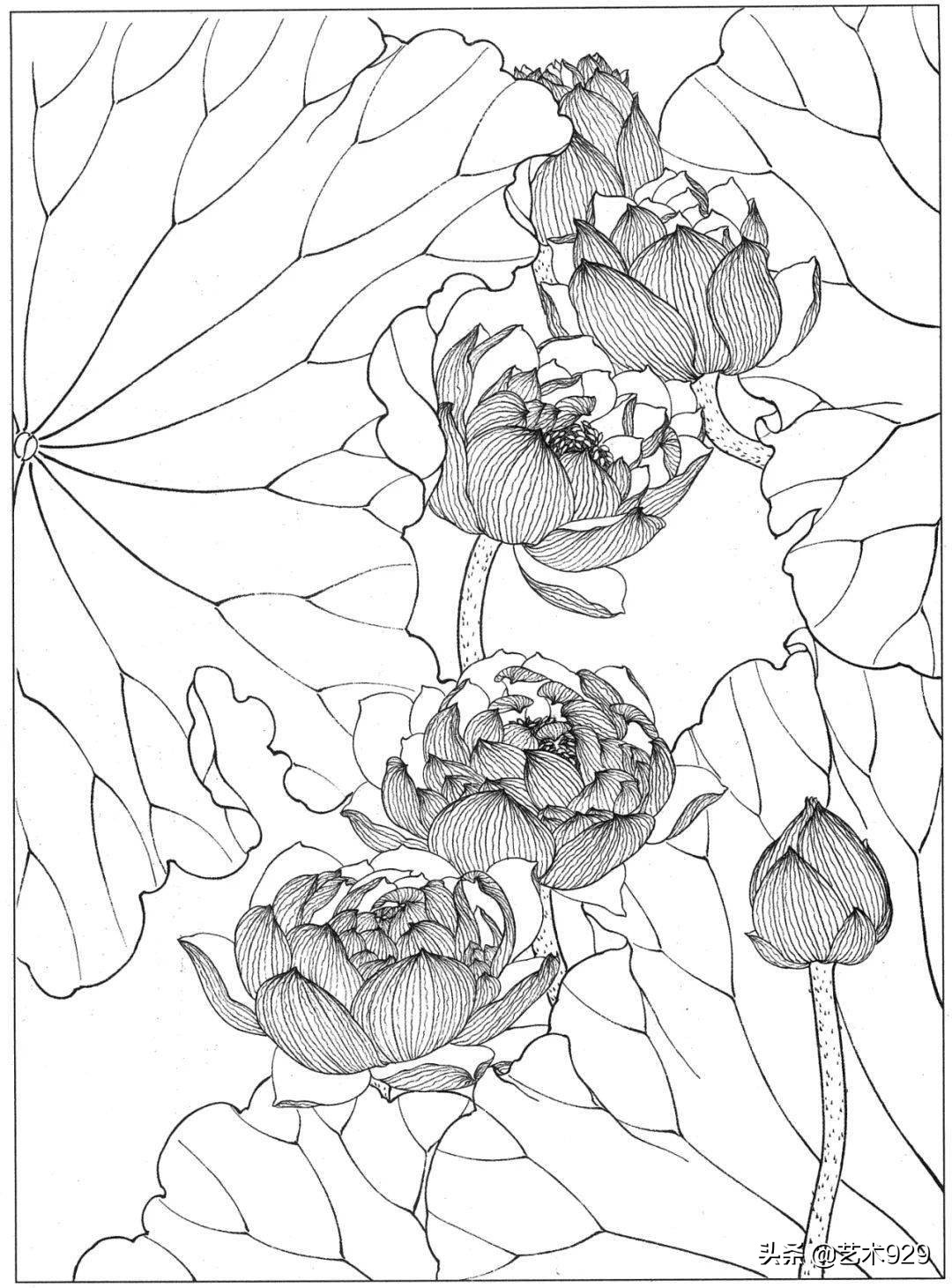 余稚荷花蜻蜓图高清白描底稿,白描荷花勾线方法讲解视频