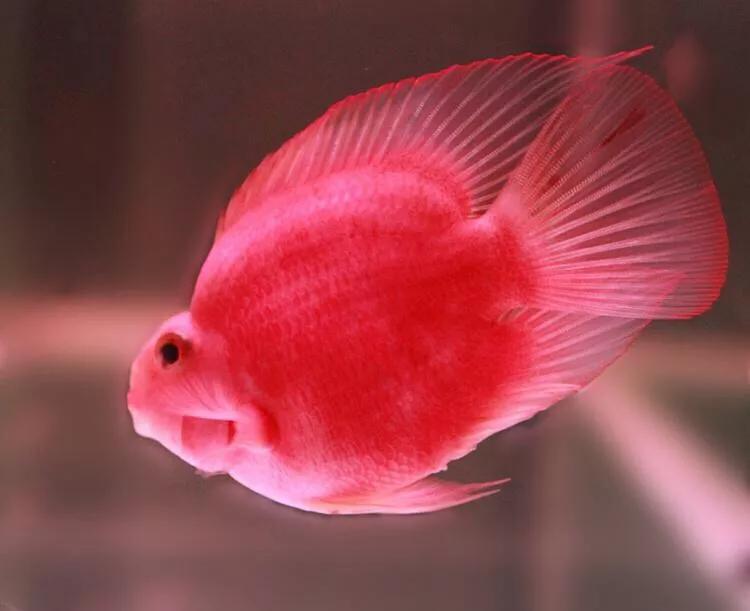 财神鱼哪种比较漂亮,起头财神鱼