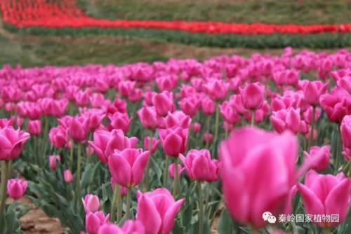 西安的夏天是什么颜色的,西安的春天有多美