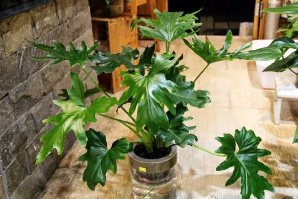 水培春羽很简单,做好下面这几步,不怕养不活!